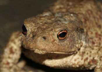 Animali, quelli più ‘brutti’ sono condannati all’estinzione