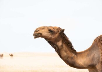 Morto il cammello fuggito dal circo a Napoli, “Vogliamo la verità”