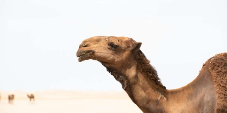 Morto il cammello fuggito dal circo a Napoli, “Vogliamo la verità”