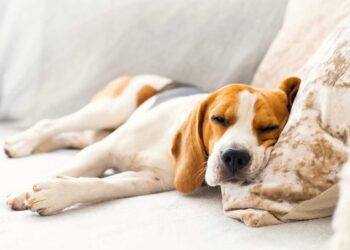 Perché i cani sospirano prima di addormentarsi: ecco la risposta