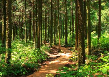 Le foreste crescono, c’è da essere ottimisti