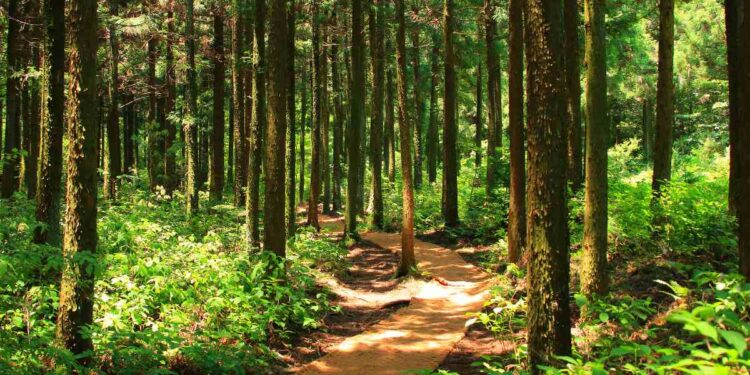 Le foreste crescono, c’è da essere ottimisti