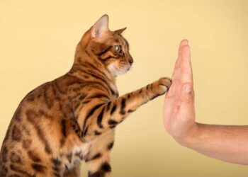 Il significato nascosto del “batti 5” del tuo gatto