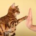 Il significato nascosto del “batti 5” del tuo gatto