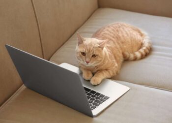 Lezioni di vita dai nostri gatti