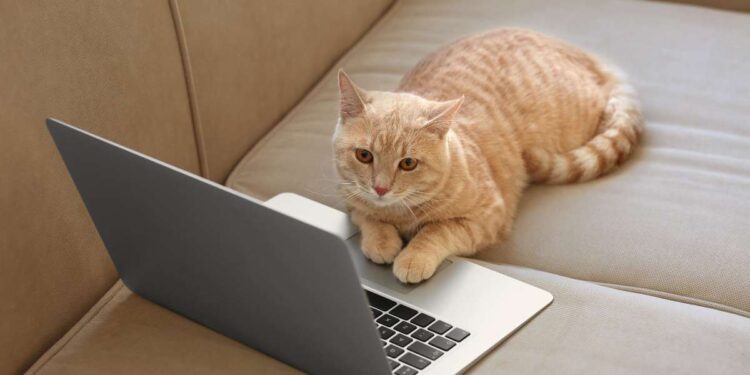 Lezioni di vita dai nostri gatti