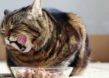 Perché il gatto annusa il cibo prima di mangiarlo?