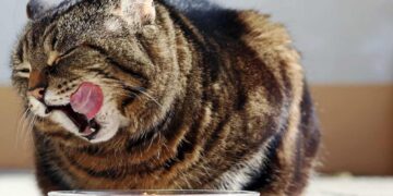 Perché il gatto annusa il cibo prima di mangiarlo?