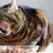 Perché il gatto annusa il cibo prima di mangiarlo?