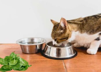 I gatti possono mangiare gli spinaci? Tutti gli effetti benefici che ottengono