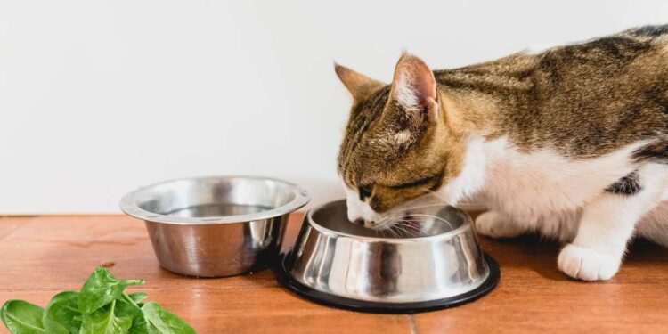 I gatti possono mangiare gli spinaci? Tutti gli effetti benefici che ottengono