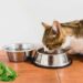I gatti possono mangiare gli spinaci? Tutti gli effetti benefici che ottengono