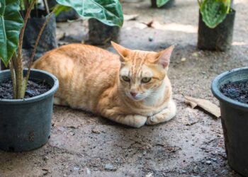 Perché i gatti nascondono sempre le zampe? La risposta ti lascerà a bocca aperta!
