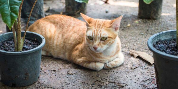 Perché i gatti nascondono sempre le zampe? La risposta ti lascerà a bocca aperta!