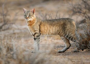 Il gatto selvatico europeo è rarissimo. Ma non è estinto. Raccolta fondi per il secondo docufilm