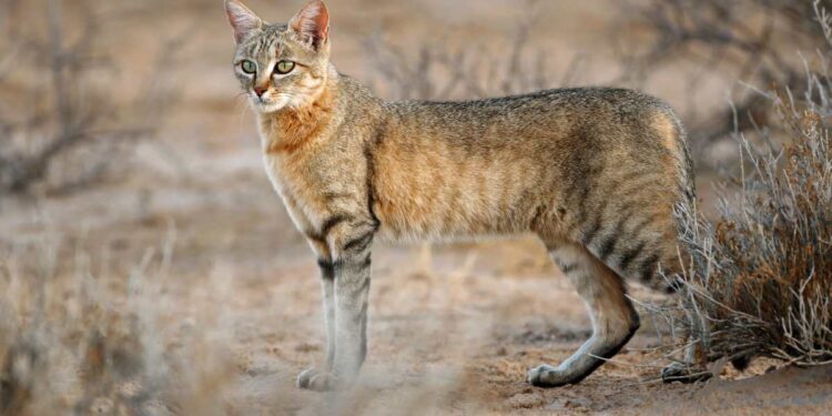 Il gatto selvatico europeo è rarissimo. Ma non è estinto. Raccolta fondi per il secondo docufilm