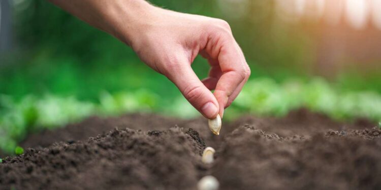 Le prime culture da piantare nell’orto con l’arrivo della primavera