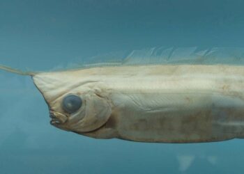 Pesce remo avvistato in Messico, è segno di una sciagura in arrivo?