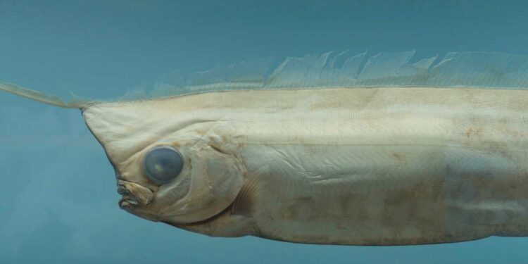 Pesce remo avvistato in Messico, è segno di una sciagura in arrivo?