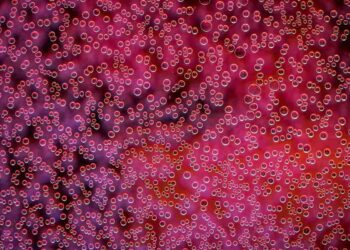 Solido, liquido, gassoso e…? Microsoft dice di aver inventato un nuovo stato della materia