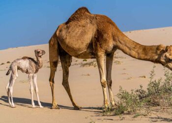 Fiocco azzurro al Bioparco di Roma: è nato il cammellino Frosy