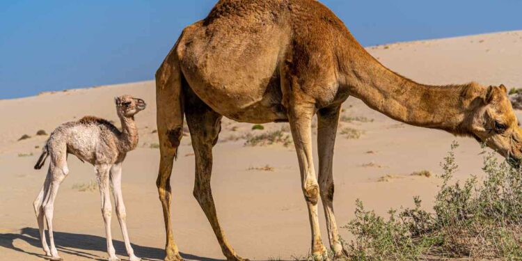 Fiocco azzurro al Bioparco di Roma: è nato il cammellino Frosy