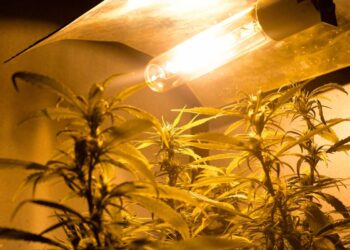 Lampade a led ‘si convertono’: dalle coltivazioni di marijuana alla ricerca universitaria