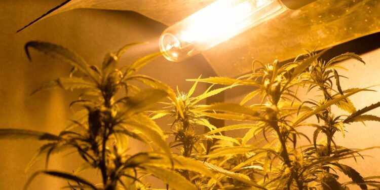 Lampade a led ‘si convertono’: dalle coltivazioni di marijuana alla ricerca universitaria