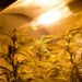 Lampade a led ‘si convertono’: dalle coltivazioni di marijuana alla ricerca universitaria
