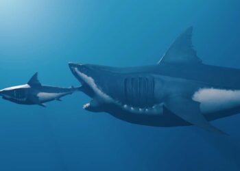 Cosa sarebbe accaduto se il Megalodonte non si fosse fermato nell’evoluzione?