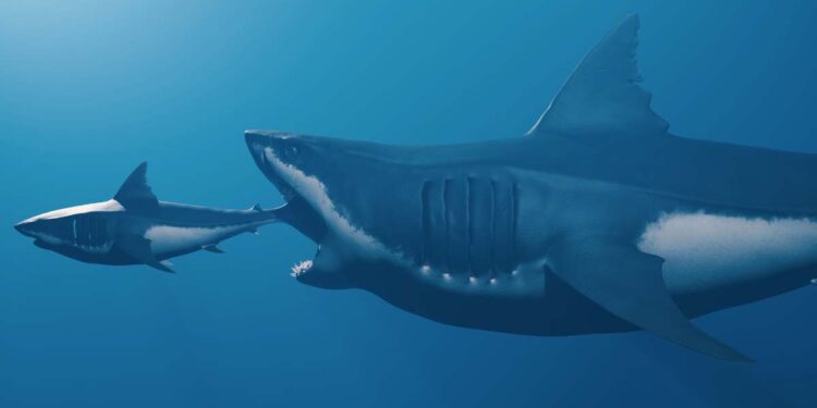 Cosa sarebbe accaduto se il Megalodonte non si fosse fermato nell’evoluzione?