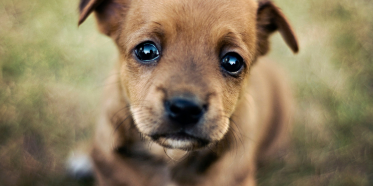 Perché i cani ci guardano negli occhi? La risposta ti stupirà