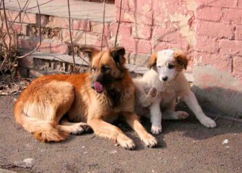 Cosa fare quado si incontra un branco di cani randagi in strada