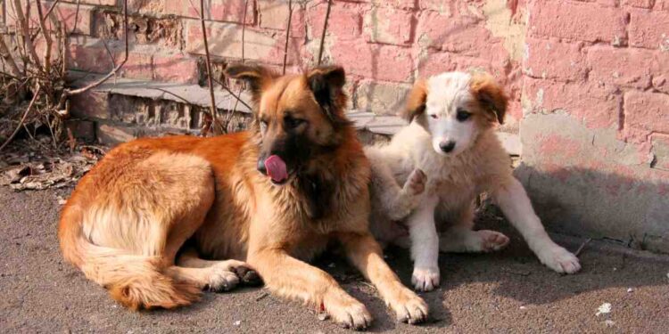 Cosa fare quado si incontra un branco di cani randagi in strada