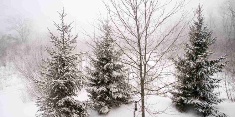 Meteo, rottura del vortice polare e stratwarming: cosa sta succedendo?