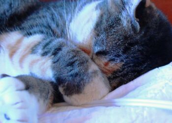 Perché i gatti dormono con la zampa in faccia: un comportamento affascinante