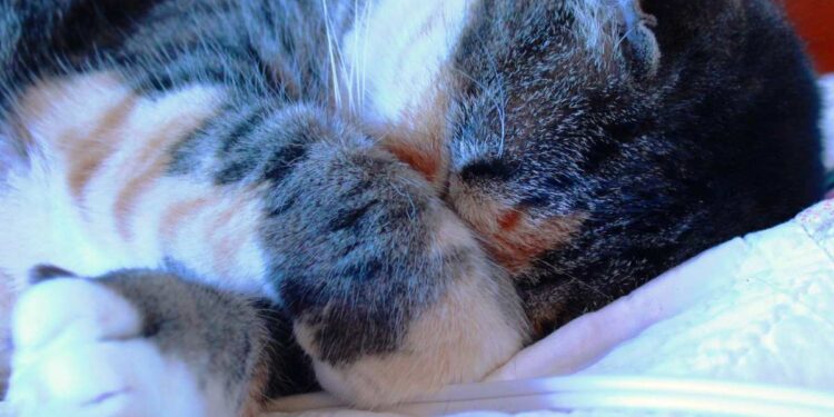 Perché i gatti dormono con la zampa in faccia: un comportamento affascinante