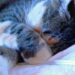 Perché i gatti dormono con la zampa in faccia: un comportamento affascinante