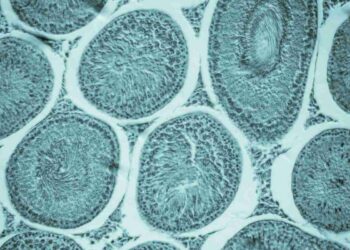 Sempre più donne li congelano: cresce del 50% il social freezing in Italia; cos’è e i motivi per farlo