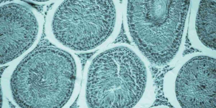 Sempre più donne li congelano: cresce del 50% il social freezing in Italia; cos’è e i motivi per farlo
