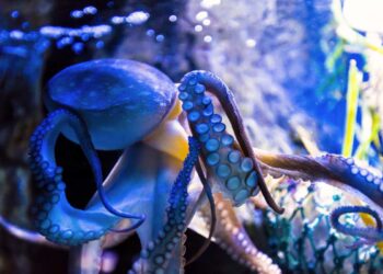I polpi a strisce blu avvelenano le femmine per accoppiarsi senza essere mangiati