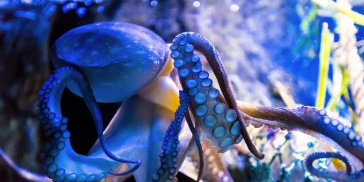 I polpi a strisce blu avvelenano le femmine per accoppiarsi senza essere mangiati