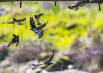 Quando arrivano le rondini in Italia: un segnale di primavera