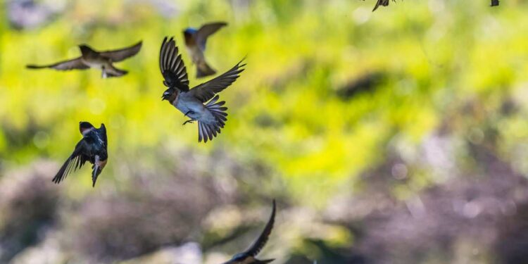 Quando arrivano le rondini in Italia: un segnale di primavera