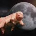 Sulla Terra resteranno solo i tardigradi quando questa sarà distrutta dall’uomo