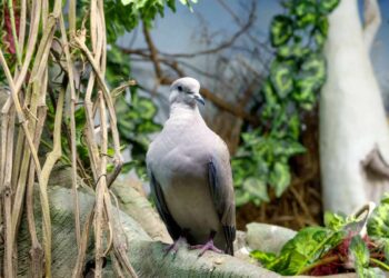 Cosa vuol dire quando una tortora si affaccia alla finestra di casa nostra? La risposta ti stupirà!