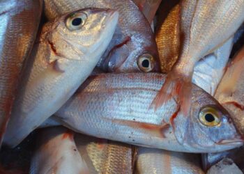 C’è un nuovo ‘alieno’ nelle acque italiane, è la triglia tropicale