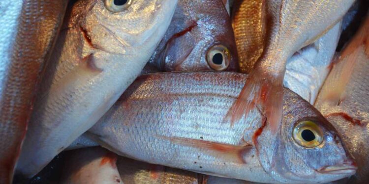 C’è un nuovo ‘alieno’ nelle acque italiane, è la triglia tropicale