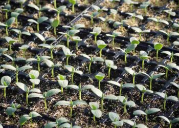 Nel distretto ceramico emiliano vivai di piante resistenti ai cambiamenti climatici