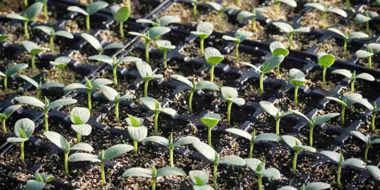 Nel distretto ceramico emiliano vivai di piante resistenti ai cambiamenti climatici